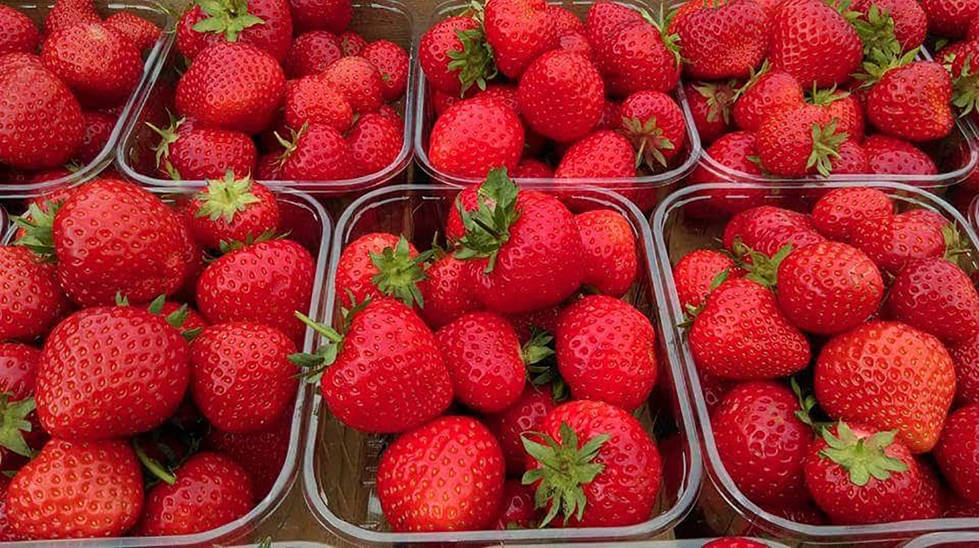 SPILMANS Church Farm, Sessay SOFT FRUITS