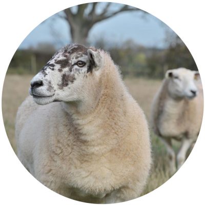 Spilmans-Sheep