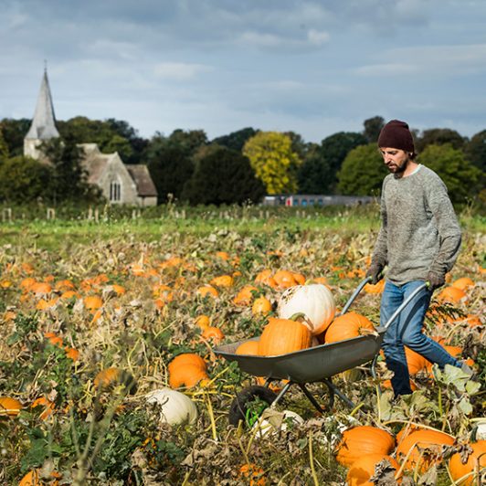 FARM_Pumpkins_003-(1)