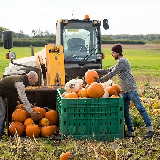 Harvesting_Pumpkins_Spilmans