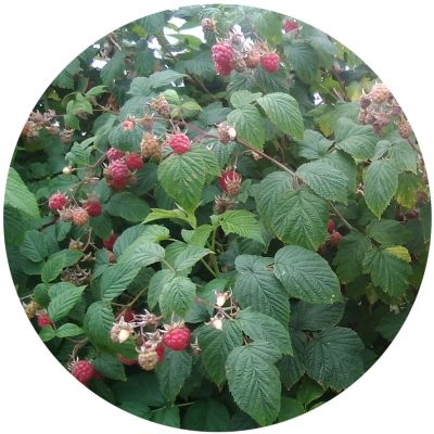 Soft-Fruits-Spilmans-Farm