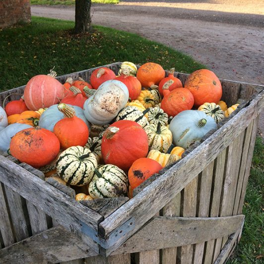 Spilmans Pumpkins