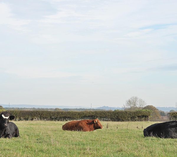 Cows _Spilmans Farm Sessay