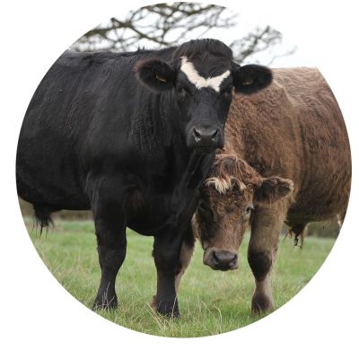Pasture-Lane-Cattle_Spilmans-Farm