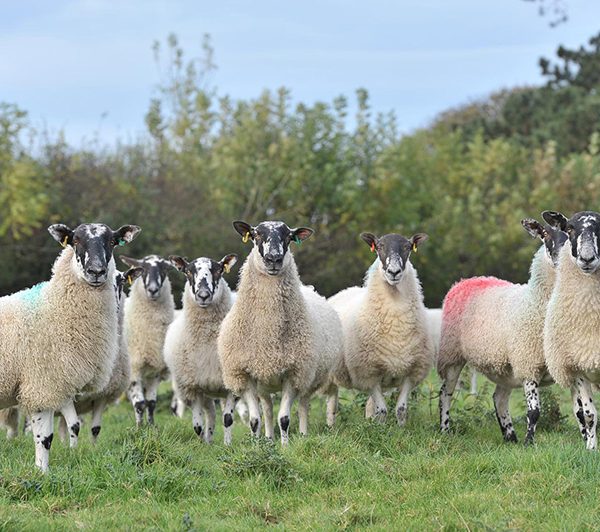 Sheep Farming Spilmans