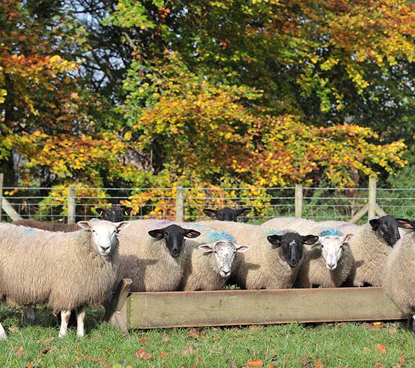 Spilman Farming_Sheep