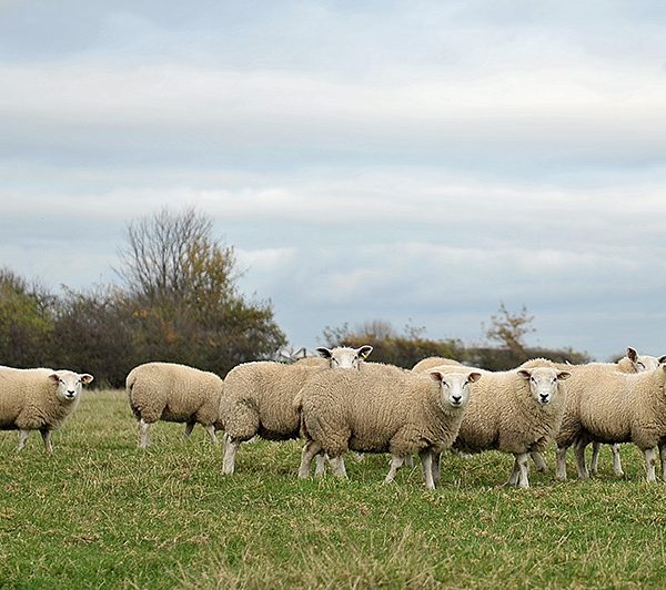 Spilman Sheep