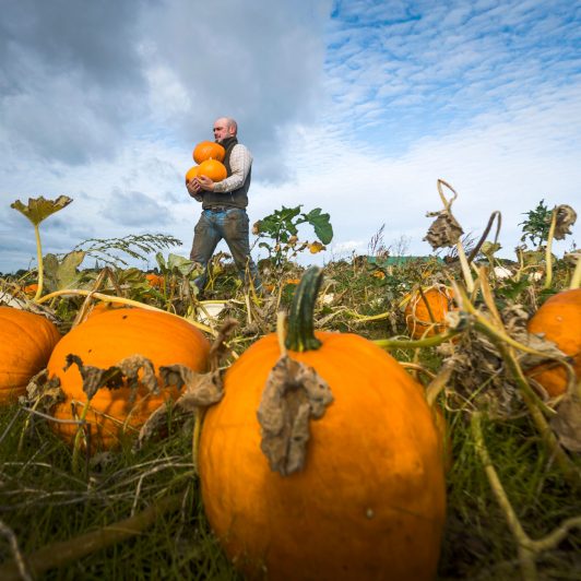 Spilmans-Pumpkins