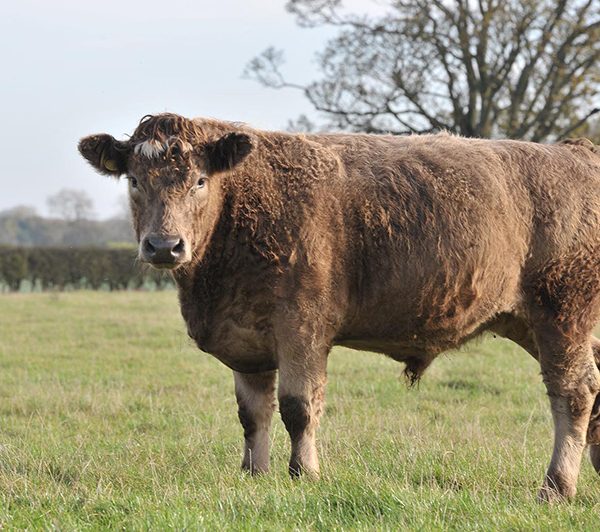 Store-cattle-2