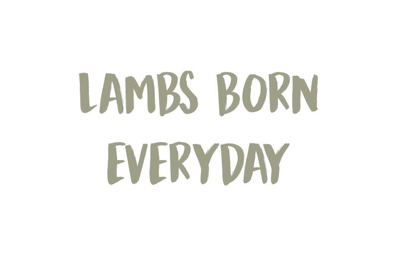 Lambing-at-Spilmans_Lambs-born-everyday