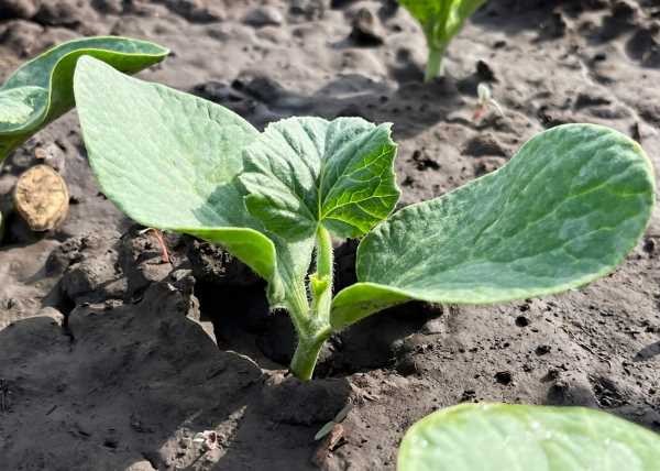 pumpkin-seedling-in-soil