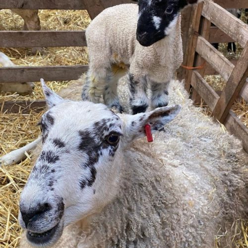 20241211_162158_0000