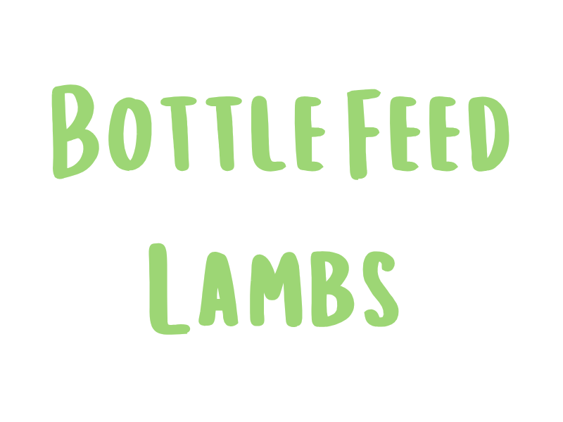 Website Lambing b(800 x 600 px)