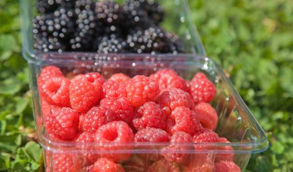 raspberries-and-blackberries