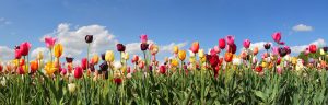 wide-angle-shot-of-tulips