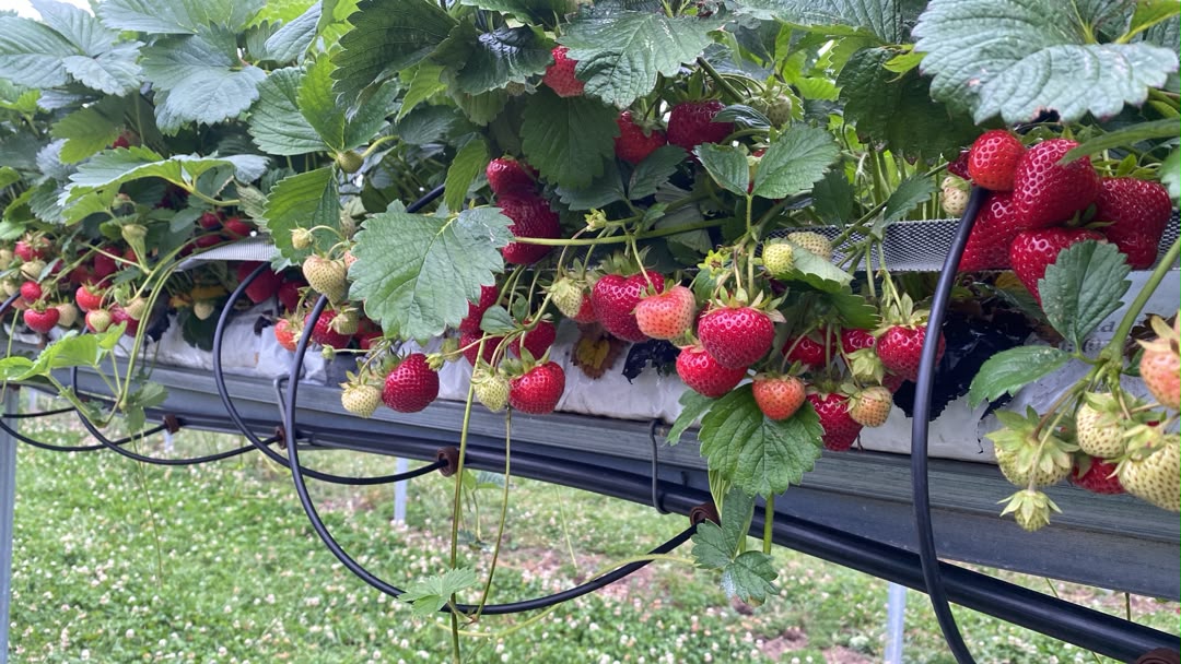 ripening-strawberries-on-the-tabletop-growing-method